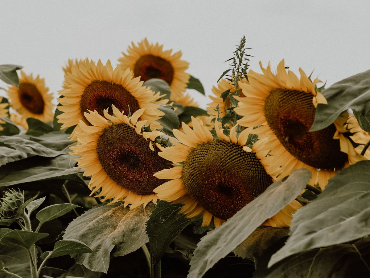 A field of sunflowers in bloom under a clear sky
