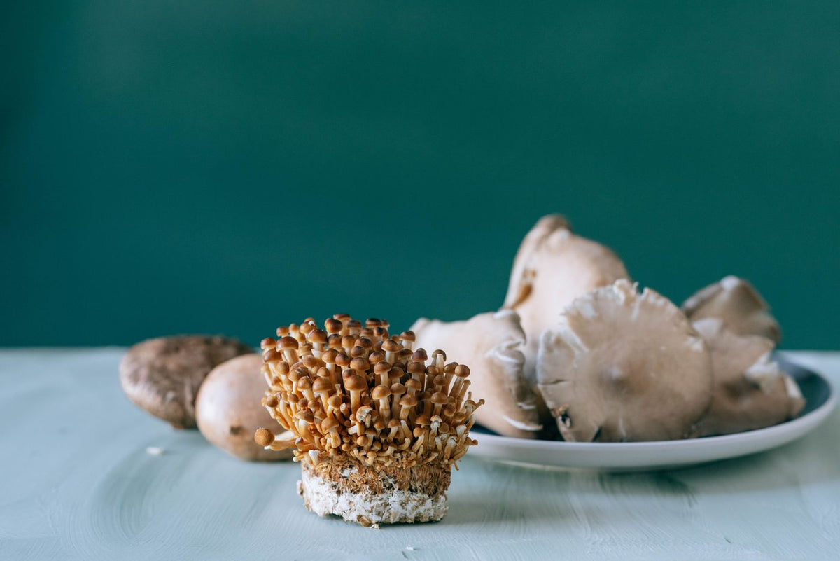 Assorted raw mushrooms on a plate and table