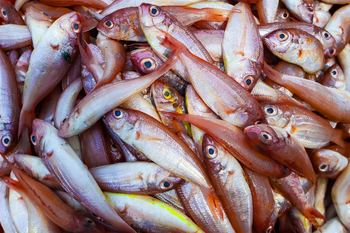 Fresh red snapper at a fish market in Chennai