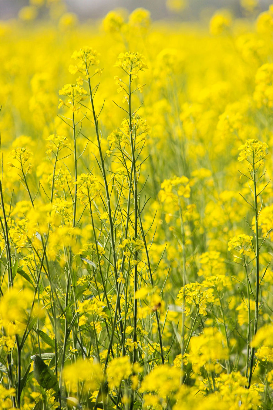 Mustard plants in flower
