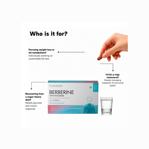 An informational marketing graphic for Pureberine dietary supplement. The graphic features a hand holding a brown capsule, a glass of water, and a box of Pureberine with medical-style callouts pointing to different target groups: weight loss, PCOS/high cholesterol, and recovery from a super-heavy diet.