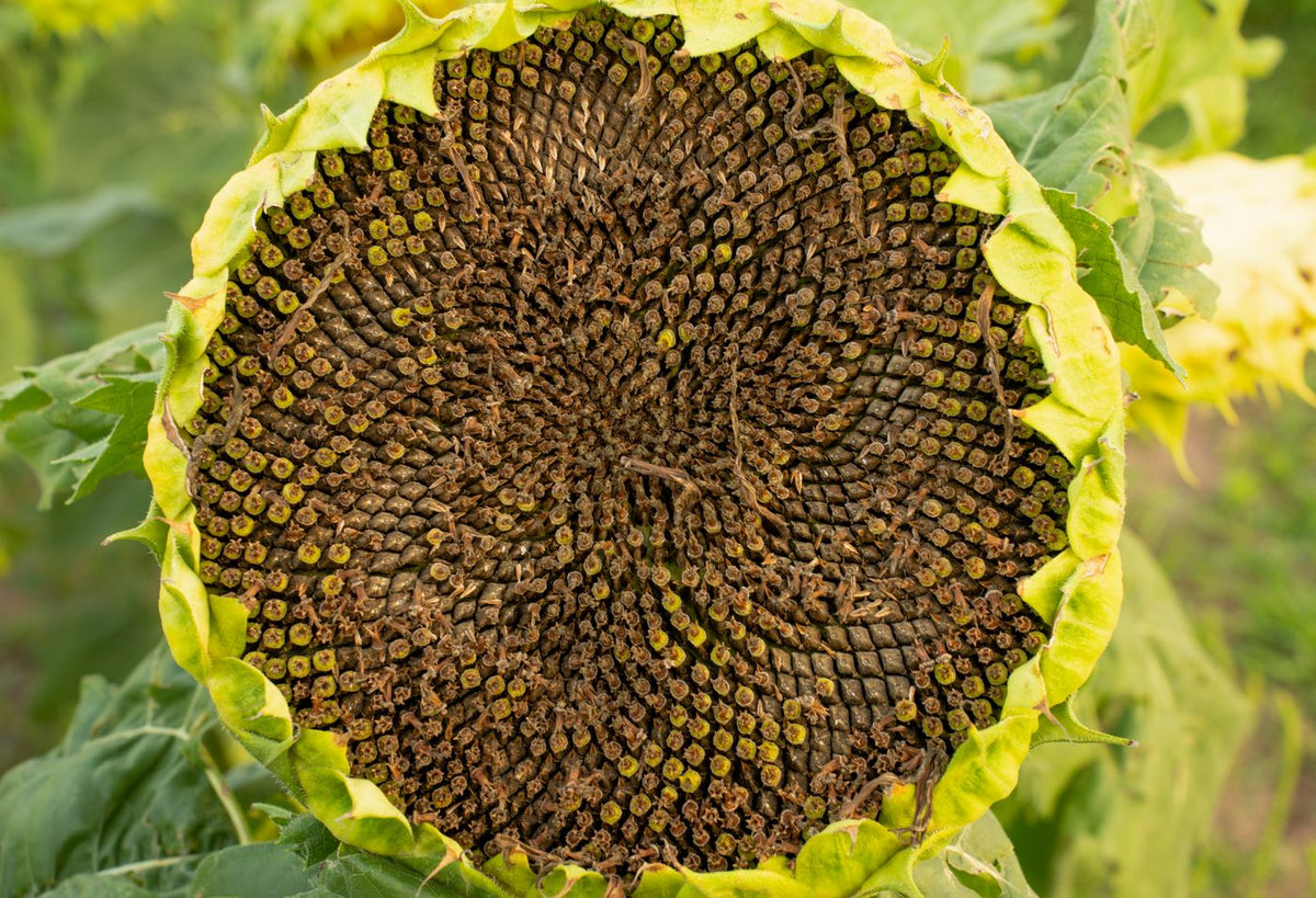 Close-up of a mature sunflower head full of seeds
