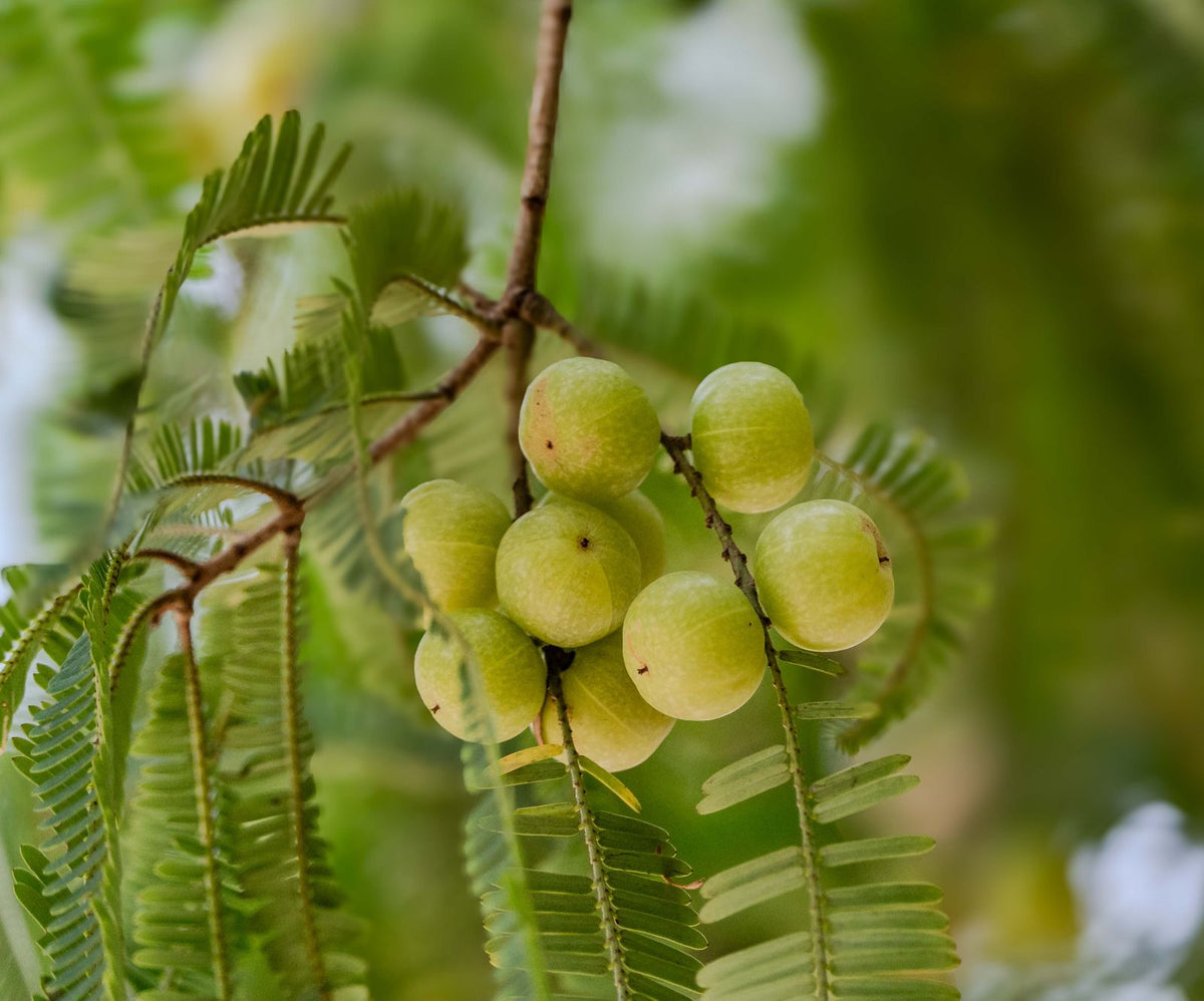 Fresh amla (Indian gooseberries) on a branch