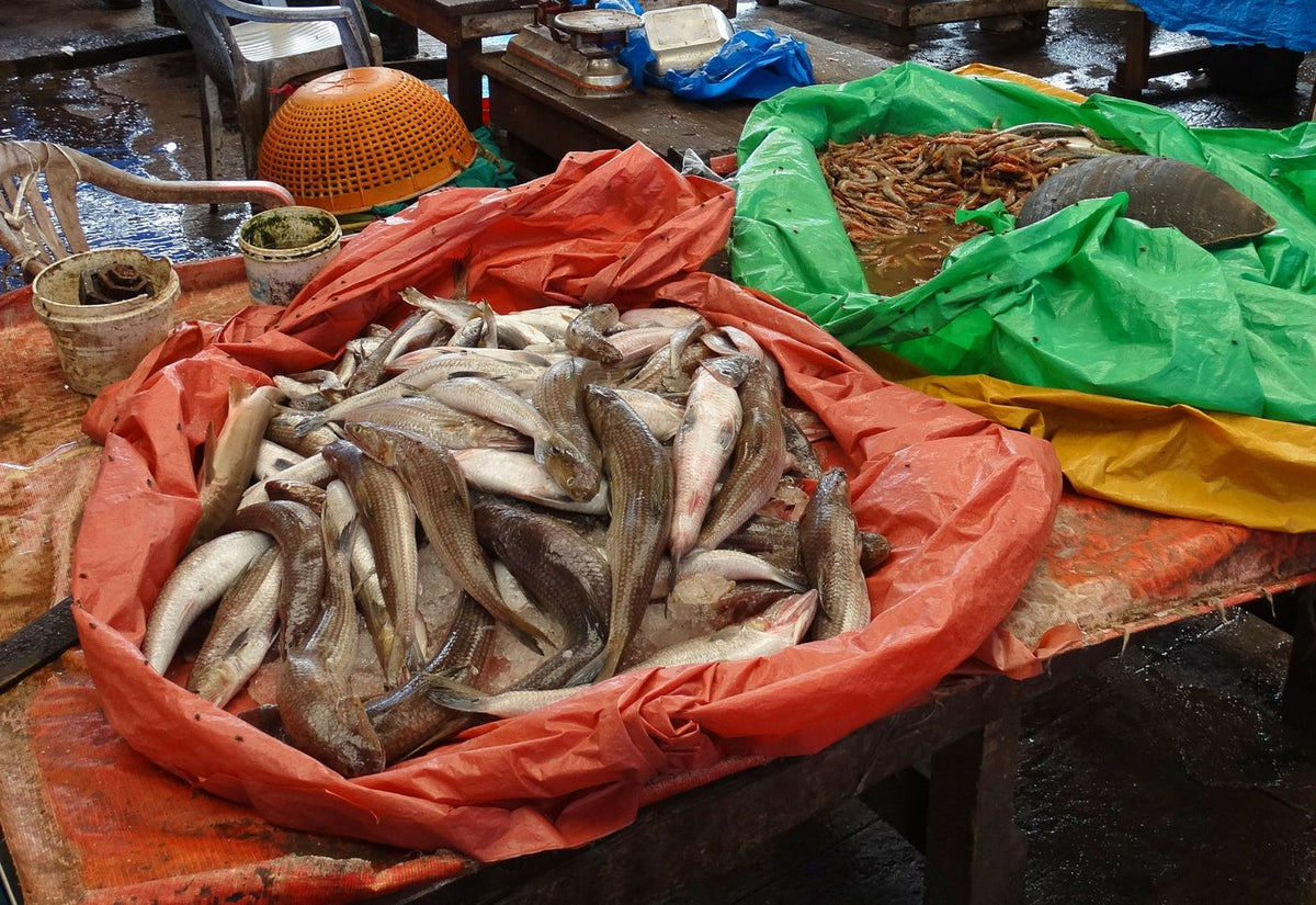 Fresh fish on display at a market in Mangaluru
