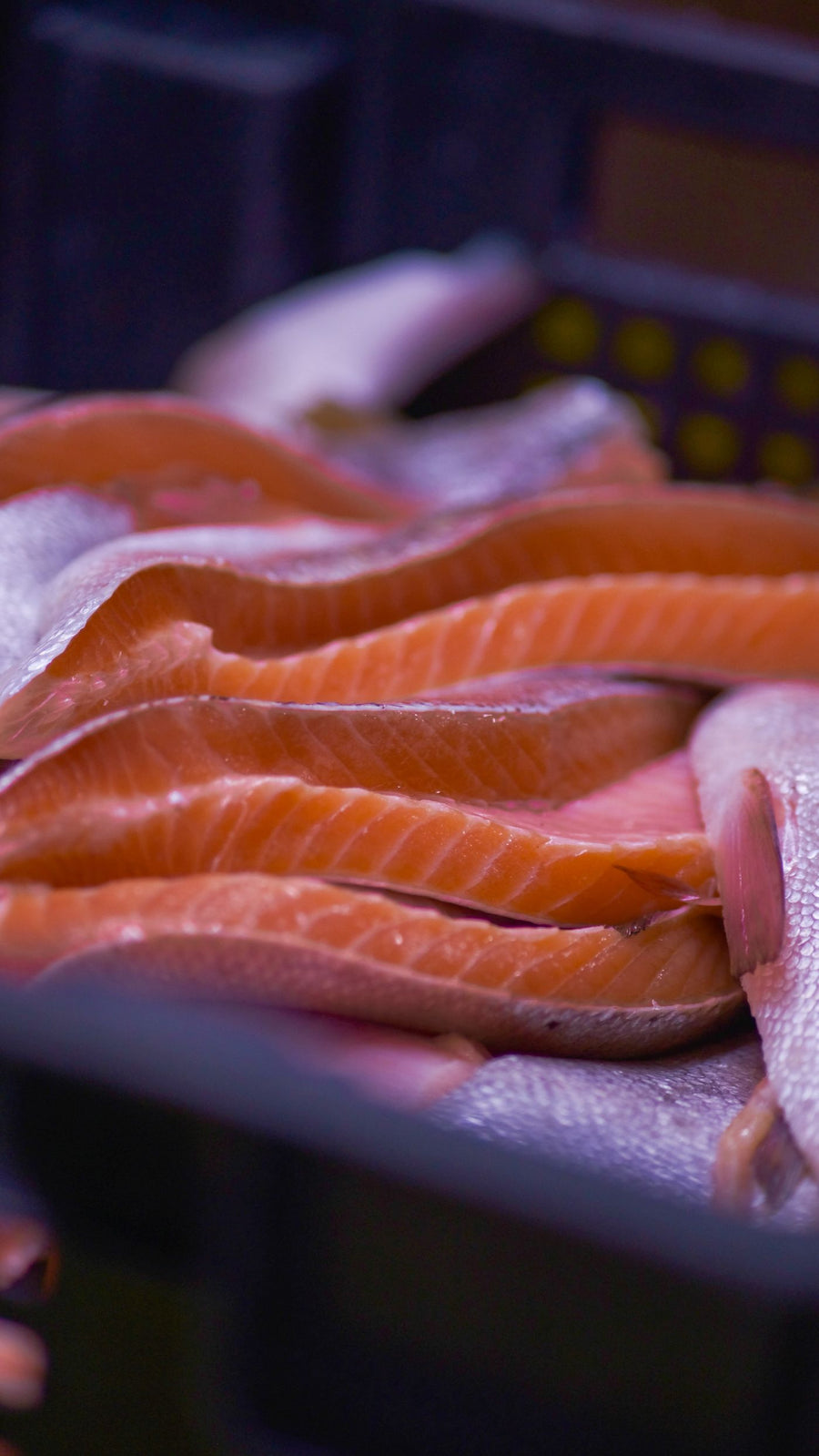 Fresh salmon fillets