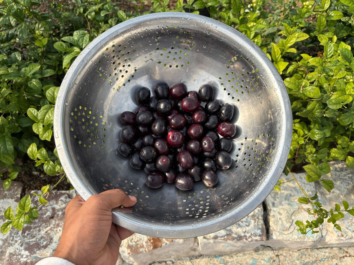Fresh jamun fruits in a metal colander