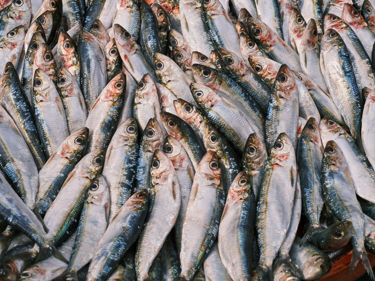 Fresh sardines, an oily fish that provides EPA and DHA